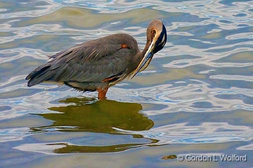 A Close Look_51520.jpg - Great Blue Heron (Ardea herodias) photographed at Ottawa, Ontario, Canada.